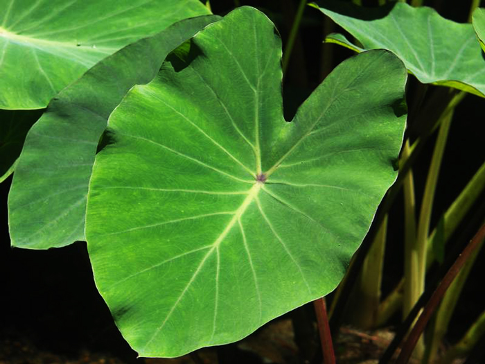 Image result for taro leaves