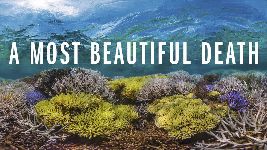 CORAL BLEACHING — Coconet