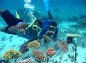 Coral Gardening - BBC Earth