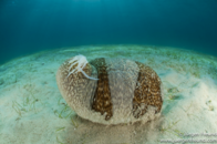 Sea Cucumbers are in sharp decline 