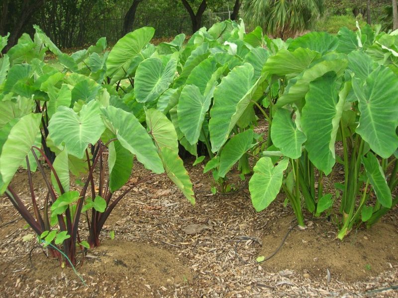 The Importance of Proper Taro Planting Techniques