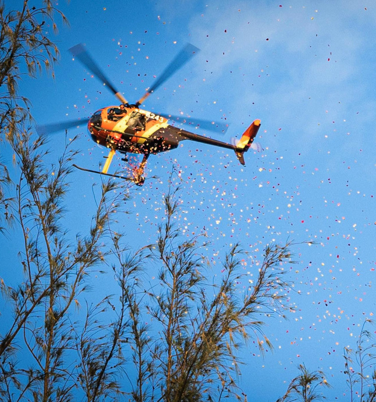 Frangipani raining down - Photo credit American Idol