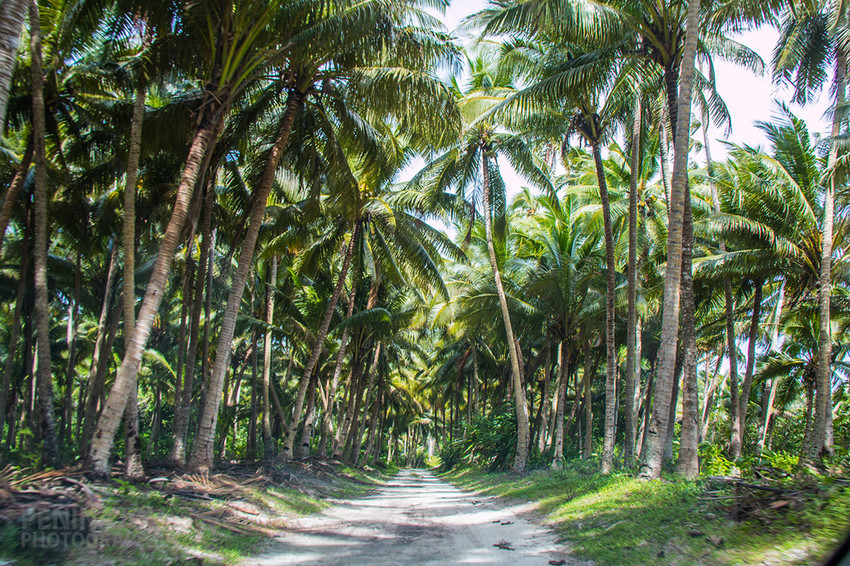 Road from the village through to area where Nafanua's pool is located.