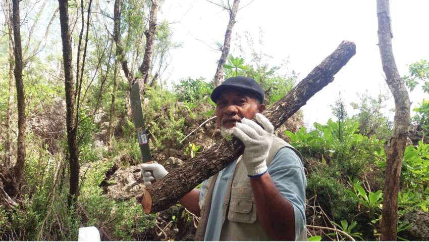 Picture taken in Atiu getting gigie for carving. This is perfect to make the fakaulu tika (tika throwing is a traditional sport in Niue and one of dad’s favourite sport)