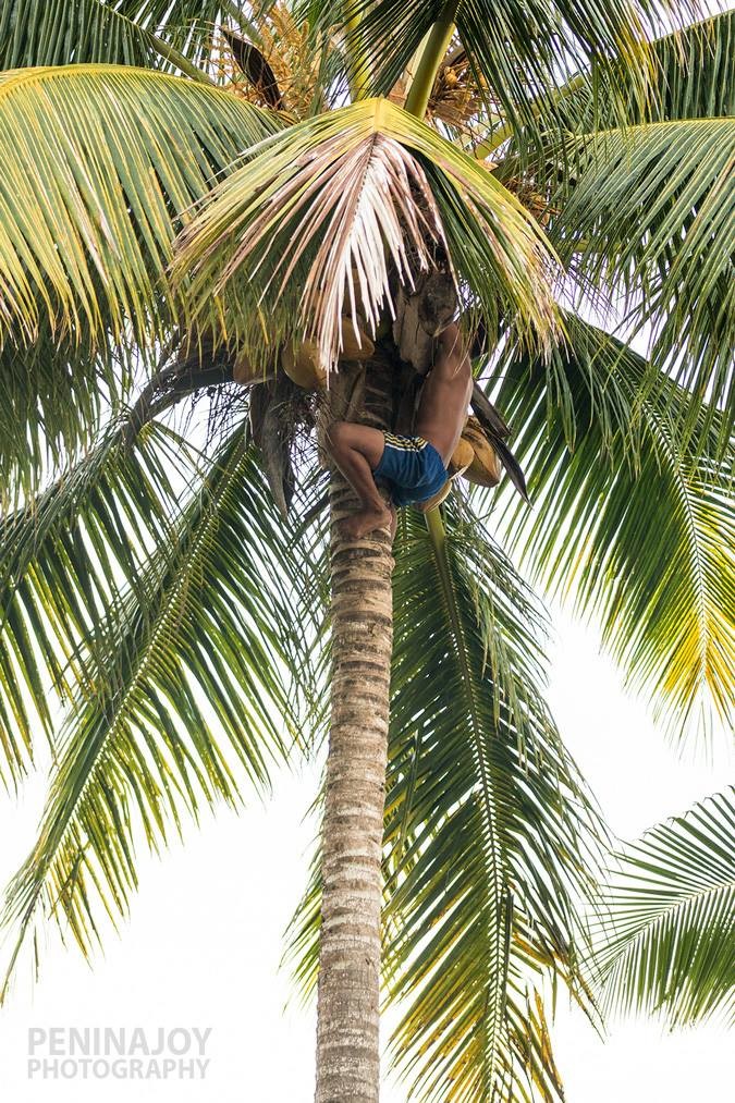 Boy climbing up to get niu in Savai'i