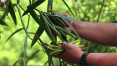 Island Business Stories:  Niue Vanilla Farming 