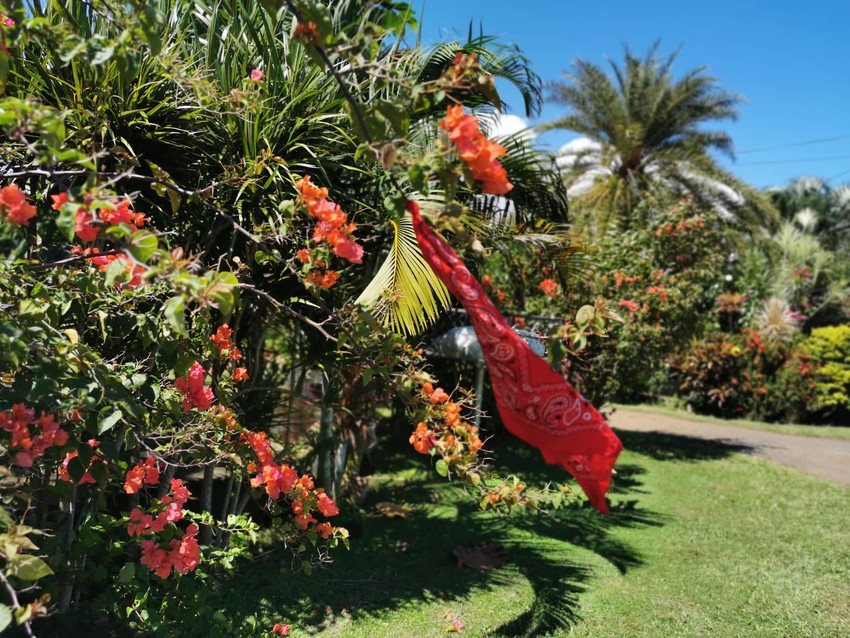 Red flags hang outside homes as a signal for mobile vaccination units to visit them.