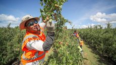 Pasifika owned orchard contracting company implores NZ locals looking for work to consider fruit picking. 