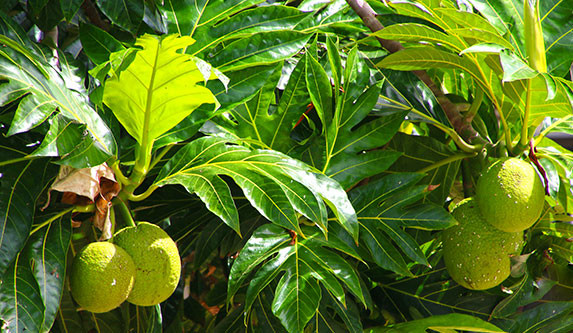 The benefits of Breadfruit, long time Poly super food! — thecoconet.tv