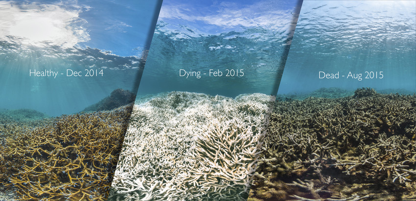 Airport Reef, Tutuila Reef, American Samoa (2014-2015)