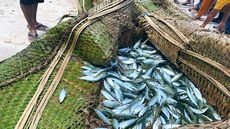 Traditional Fishing in Samoa 