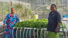  Growing Hope in Remote Savai'i: How Auala is Transforming Food Security Through Hydroponics