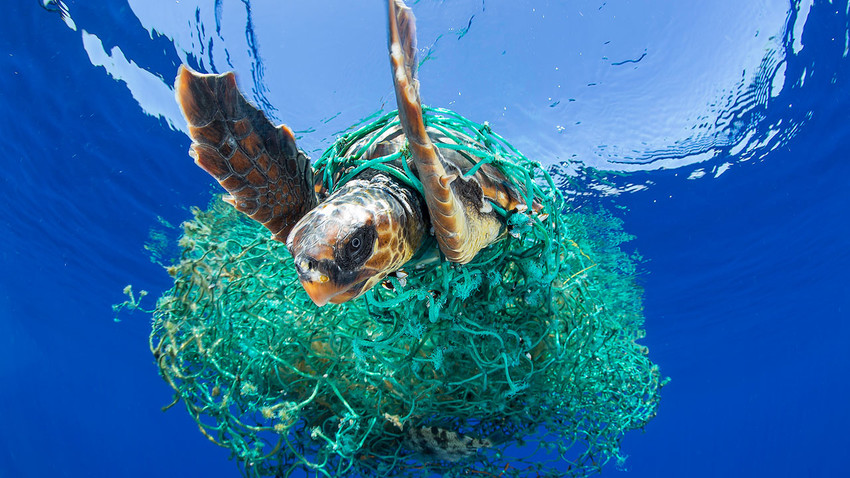 Entangled turtle - Photo credit: Francis Perez