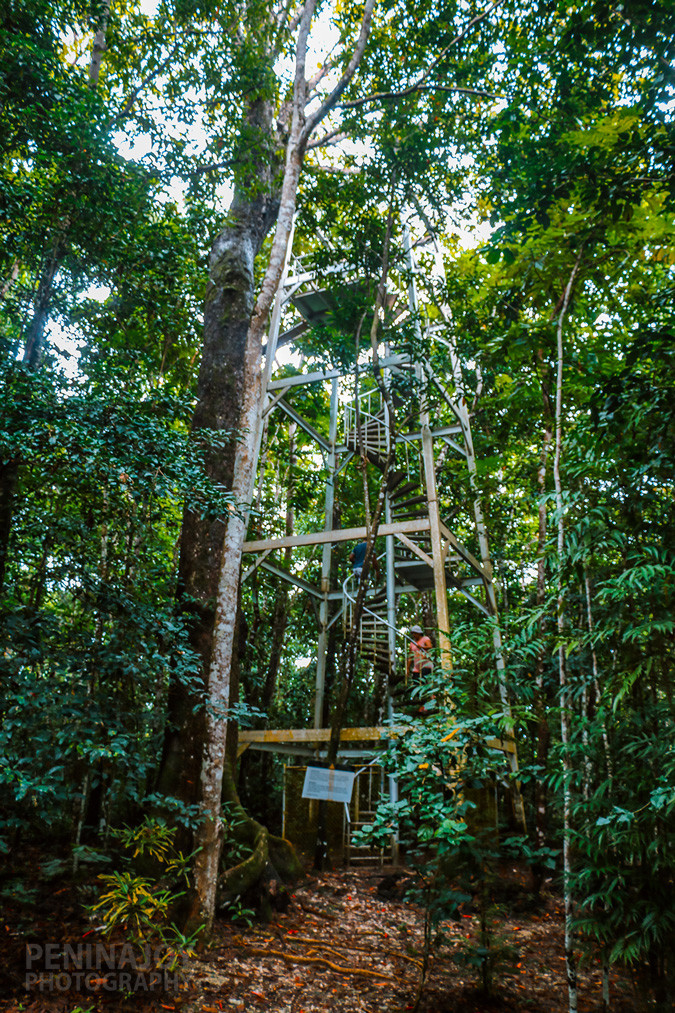 Starting point to get up to the canopy walk