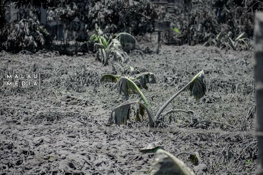 Damaged crops - Photo Credit: Malau Media