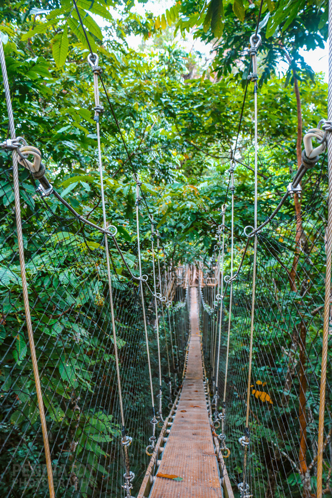 Once you get to the other side you'll need to climb up through the tree to get up to the deck at the top