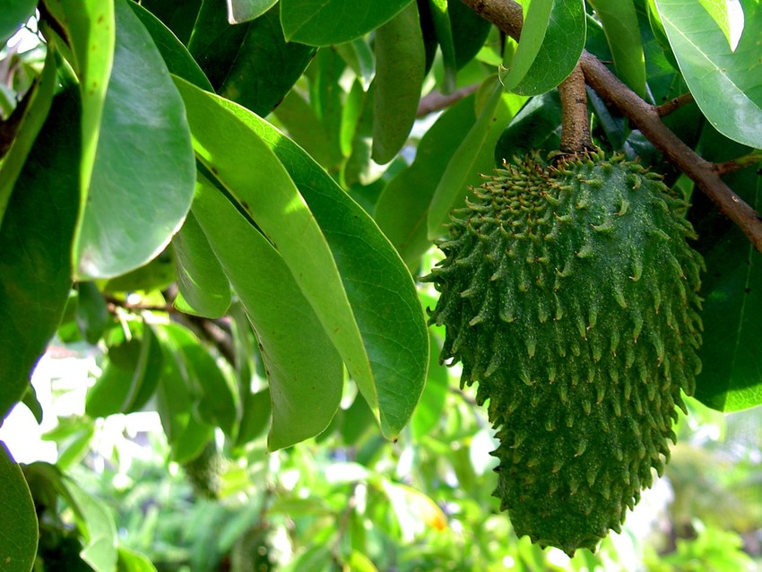 Health Benefits Of Sasalapa Aka Soursop Or Graviola Thecoconet Tv The World S Largest Hub Of Pacific Island Content Health Benefits Of Sasalapa Aka Soursop Or Graviola Thecoconet Tv The World S Largest Hub Of Pacific Island Content