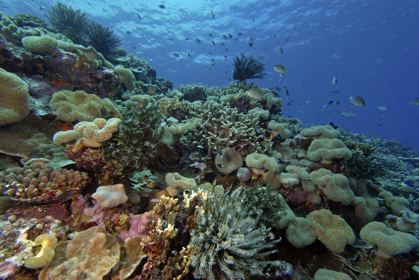 Unique anti-cancer properties found in Tongan marine sponges, sea ...