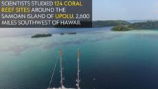 Dying Coral Reefs Found Around Samoan Island of Upolu | National Geographic
