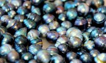 The Fight Against Rising Tides - Black Pearls in the Cook Islands 