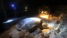 From Sand to Sea and back - Solomon Islands Sea Turtles