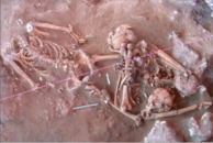 Ancient Skulls from Vanuatu shed light on Polynesian migration 