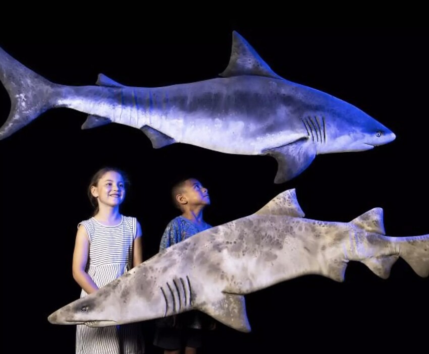 Swimming with the Sharks