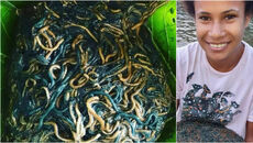 Moonlight Harvest - Where to Catch Palolo in Samoa This Season