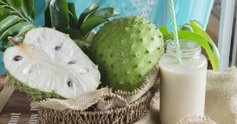 Health Benefits Of Sasalapa Aka Soursop Or Graviola Thecoconet Tv The World S Largest Hub Of Pacific Island Content Health Benefits Of Sasalapa Aka Soursop Or Graviola Thecoconet Tv The World S Largest Hub Of Pacific Island Content